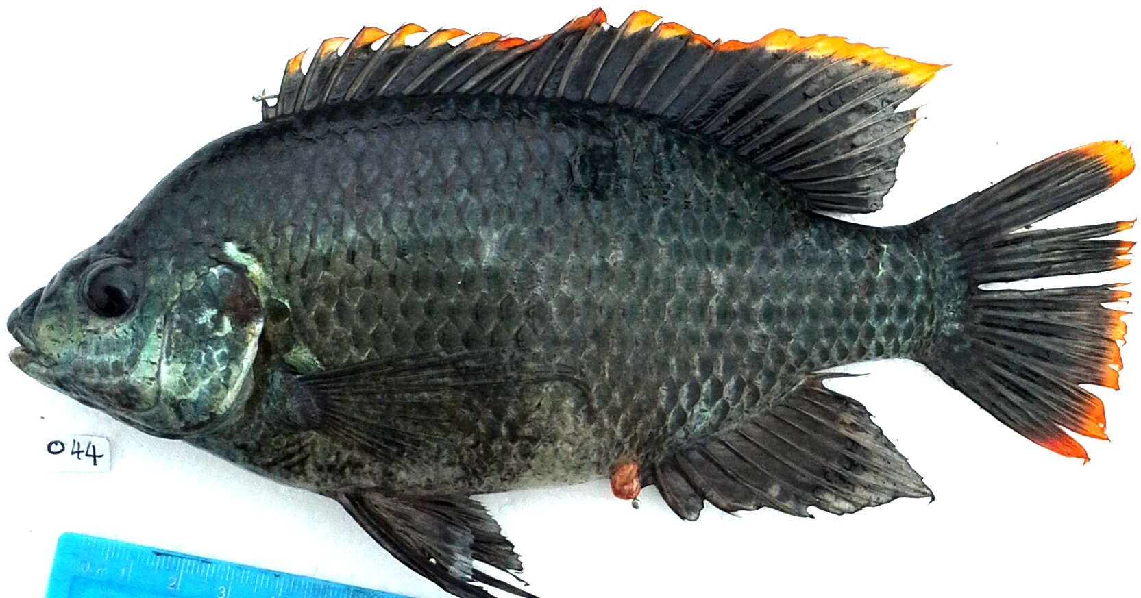 Image of Cichlid