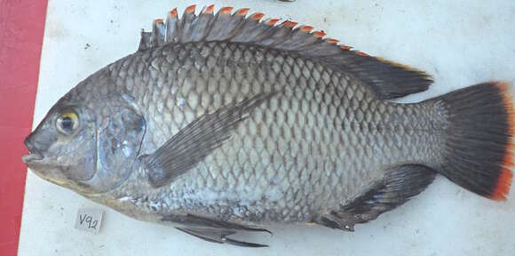 Слика од Oreochromis variabilis (Boulenger 1906)