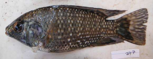 Image of Blue spotted tilapia