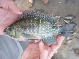 Image of Blue spotted tilapia