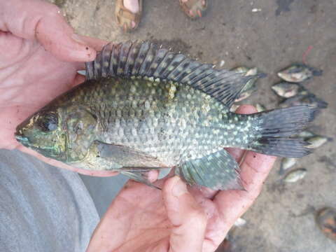 Image de Oreochromis leucostictus (Trewavas 1933)