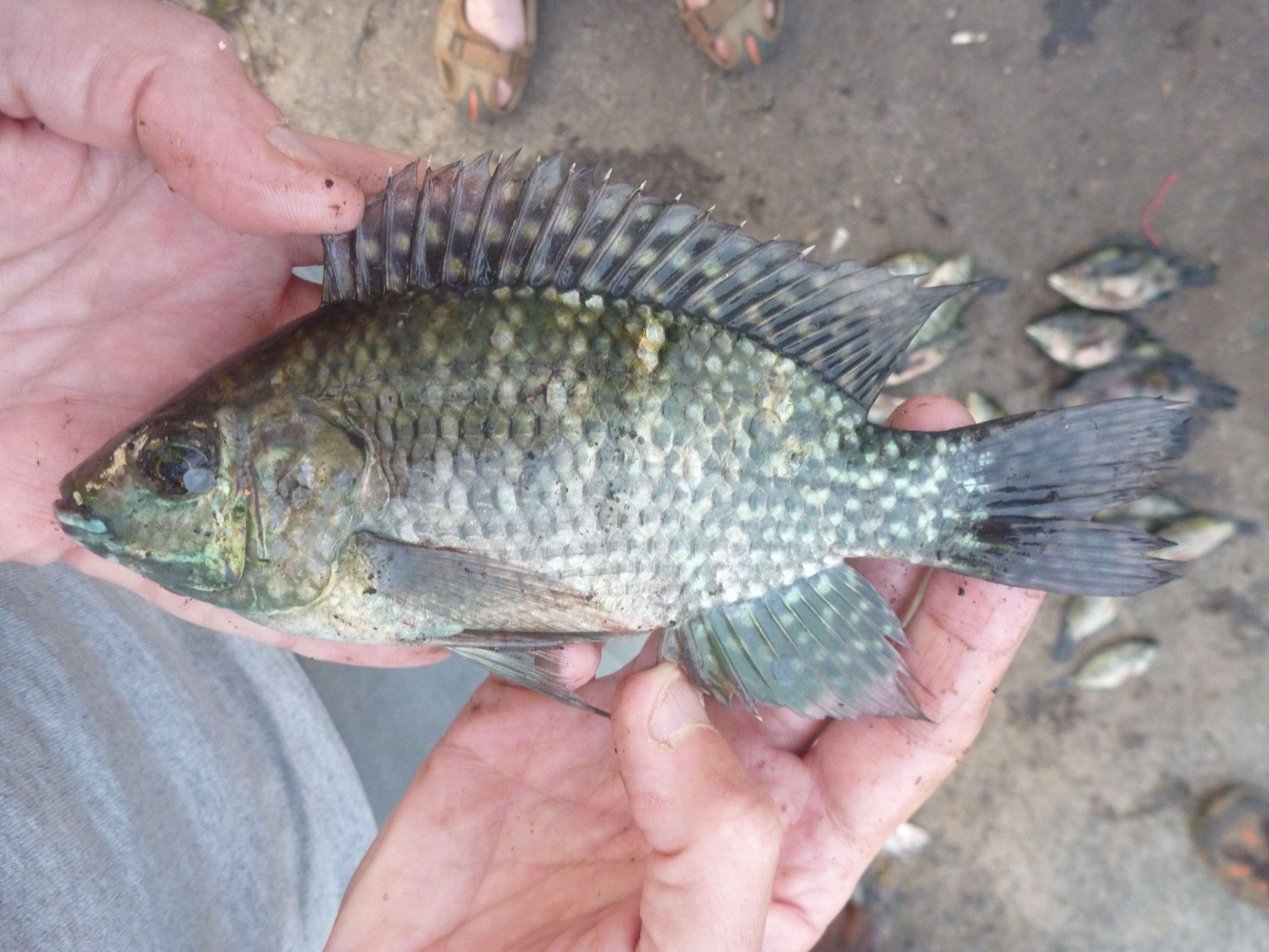 Image of Blue spotted tilapia