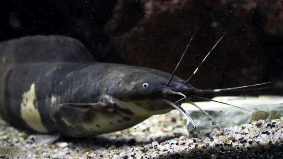 Image of Walking catfish