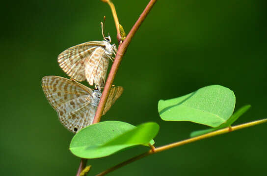 Image of Leptotes plinius