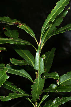 Image of Terblans beech