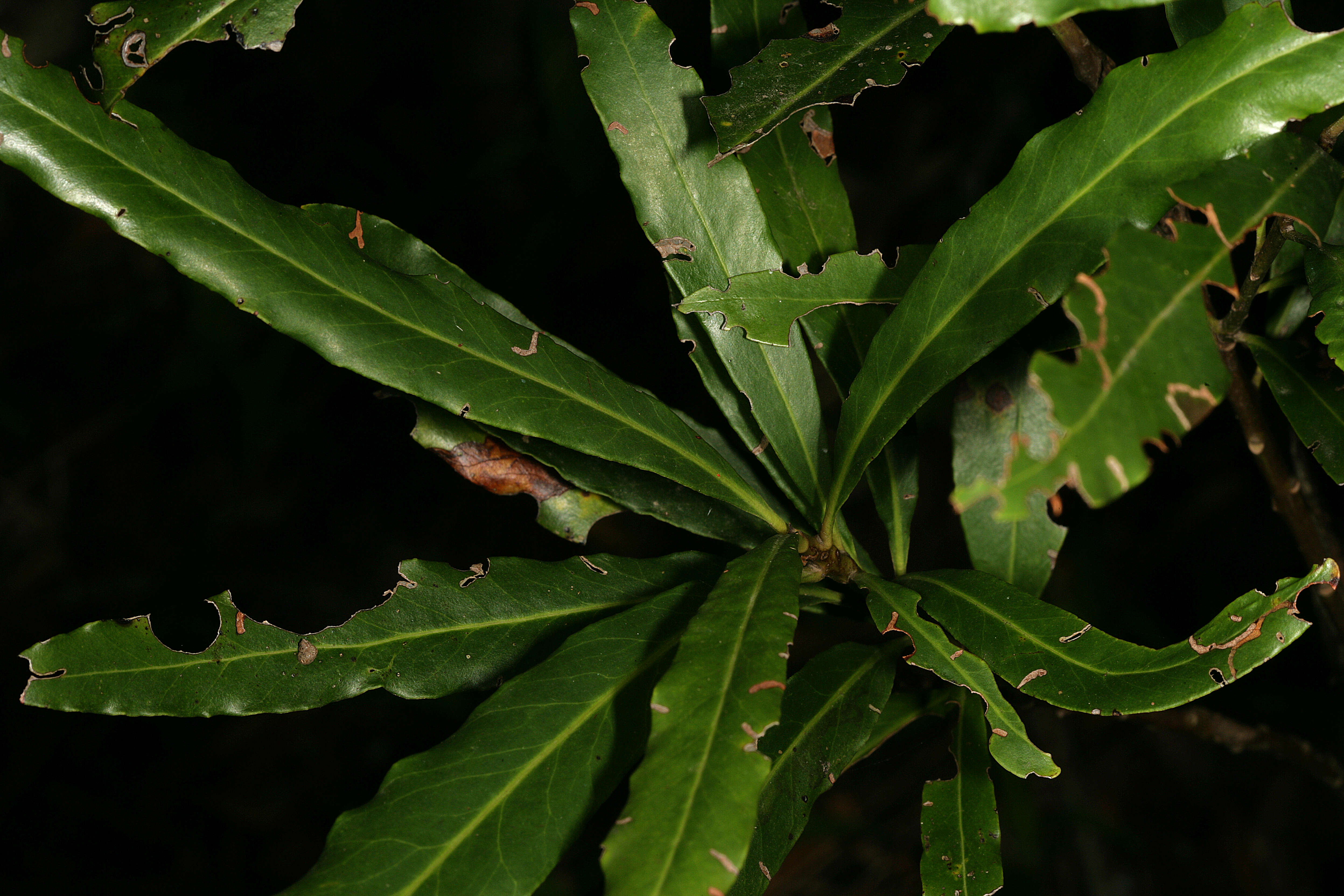 Image of Terblans beech