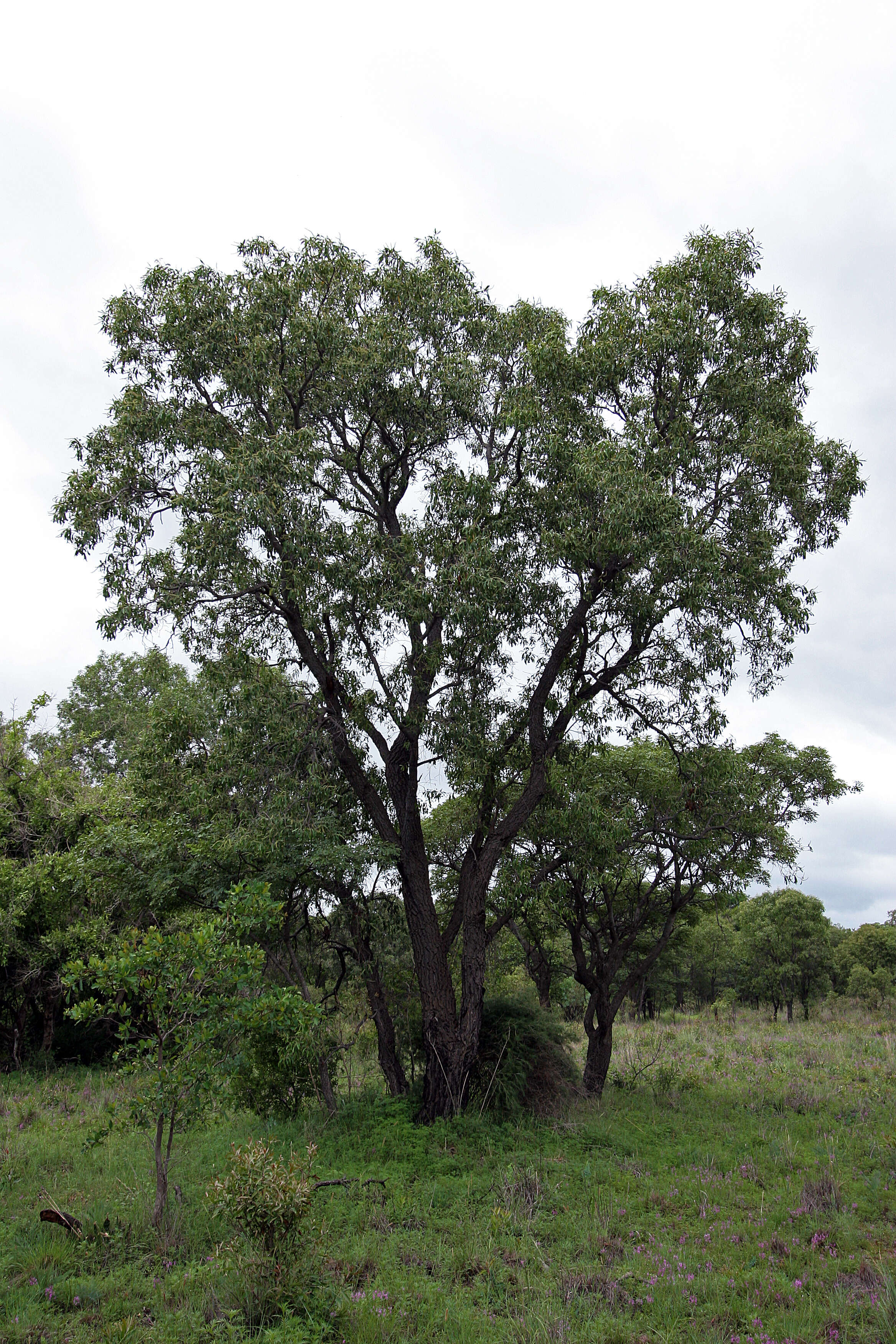 Image of Transvaal beech
