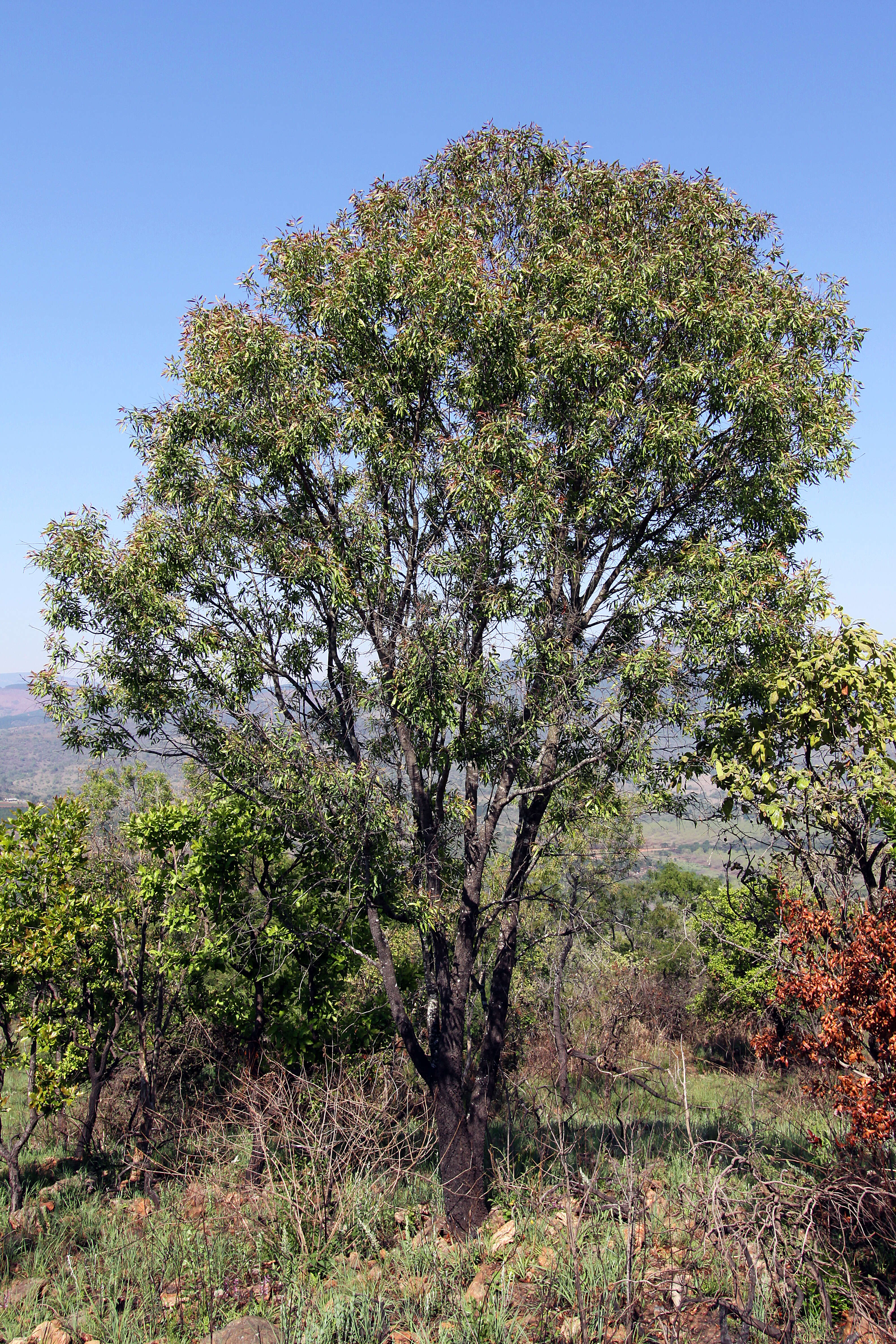 Image of Transvaal beech