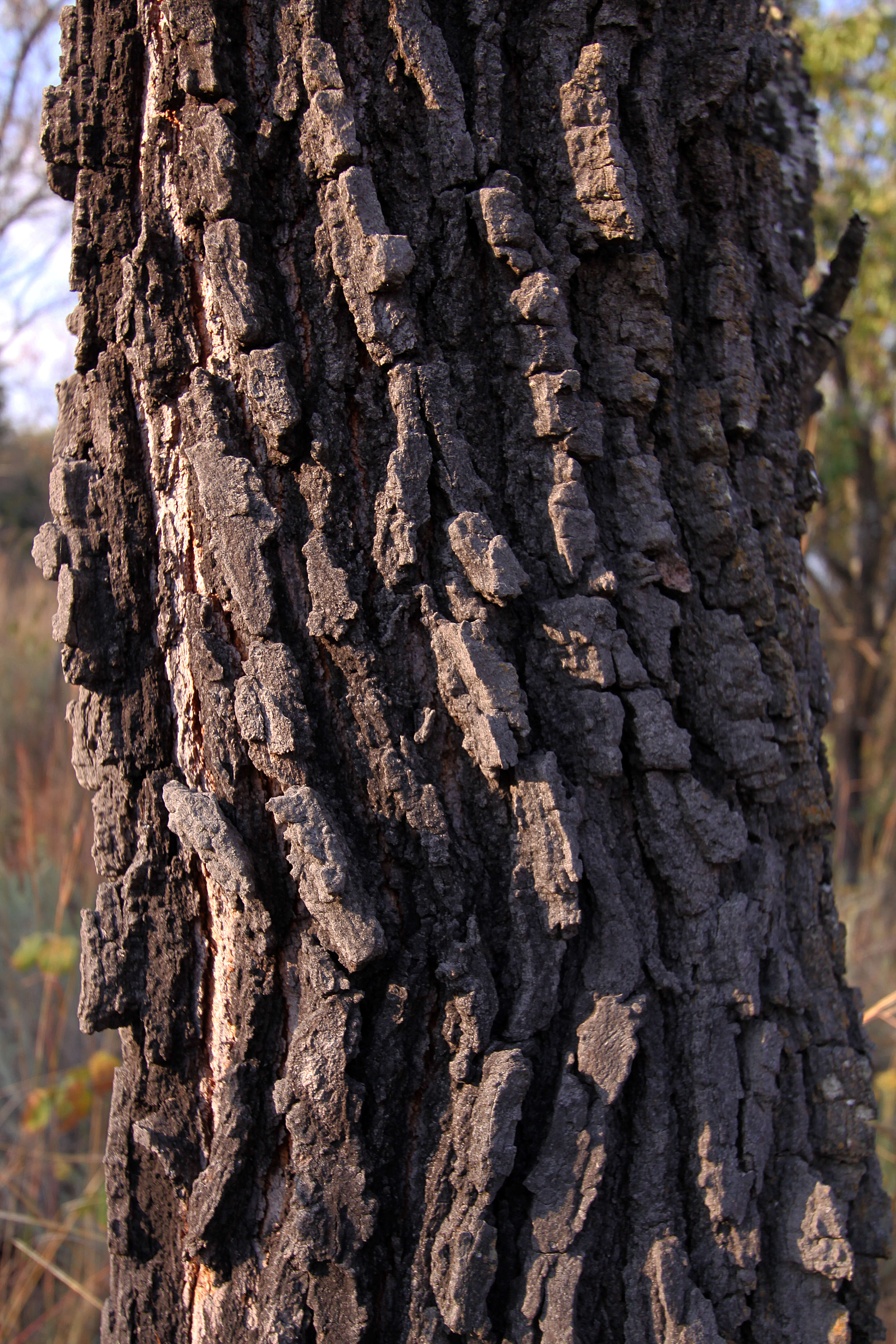 Image of Transvaal beech