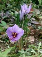 Image of autumn crocus