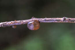 Image of ear fungus