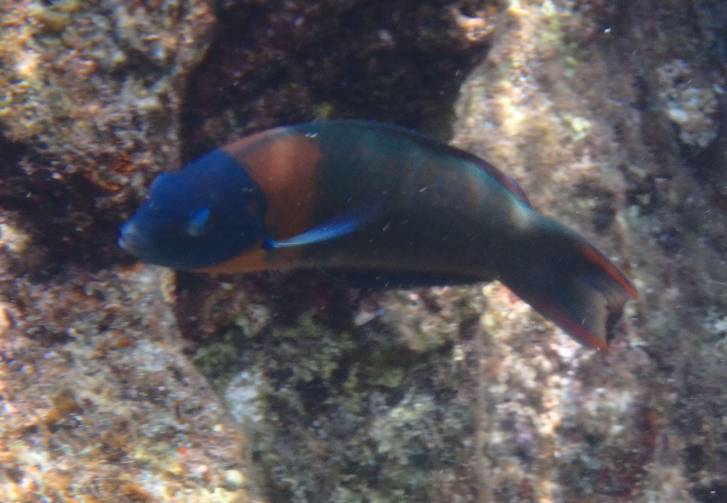 Image of Saddle wrasse