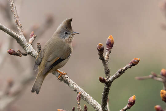 Image of Stripe-throated Yuhina