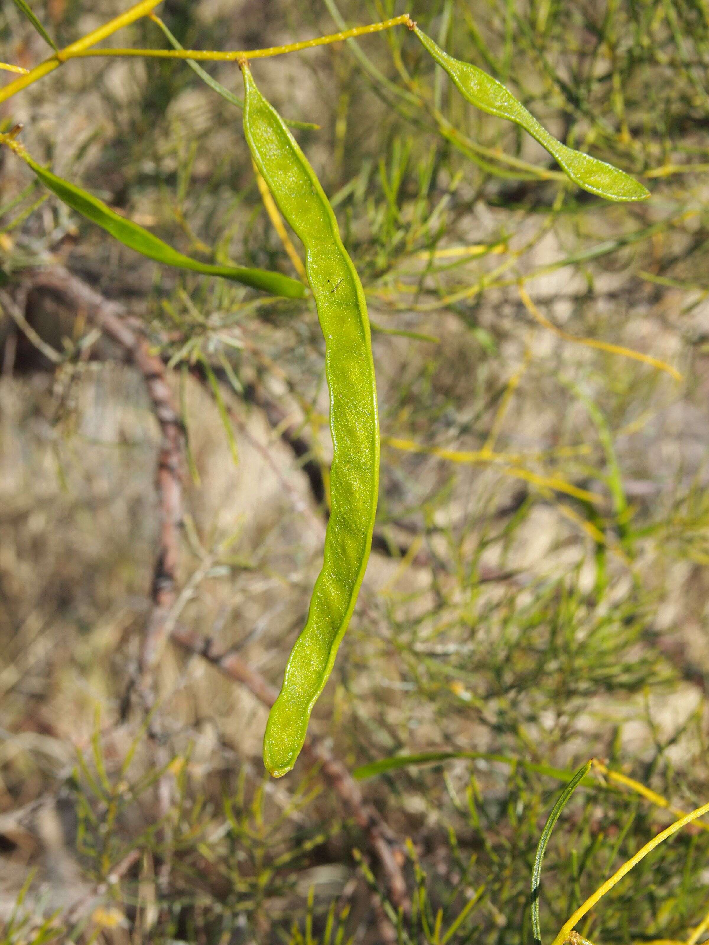 Image of Acacia chisholmii F. M. Bailey