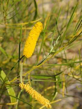 Image of Acacia chisholmii F. M. Bailey