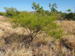 Image of Acacia chisholmii F. M. Bailey