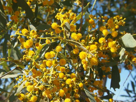 Image of Acacia hemignosta F. Muell.