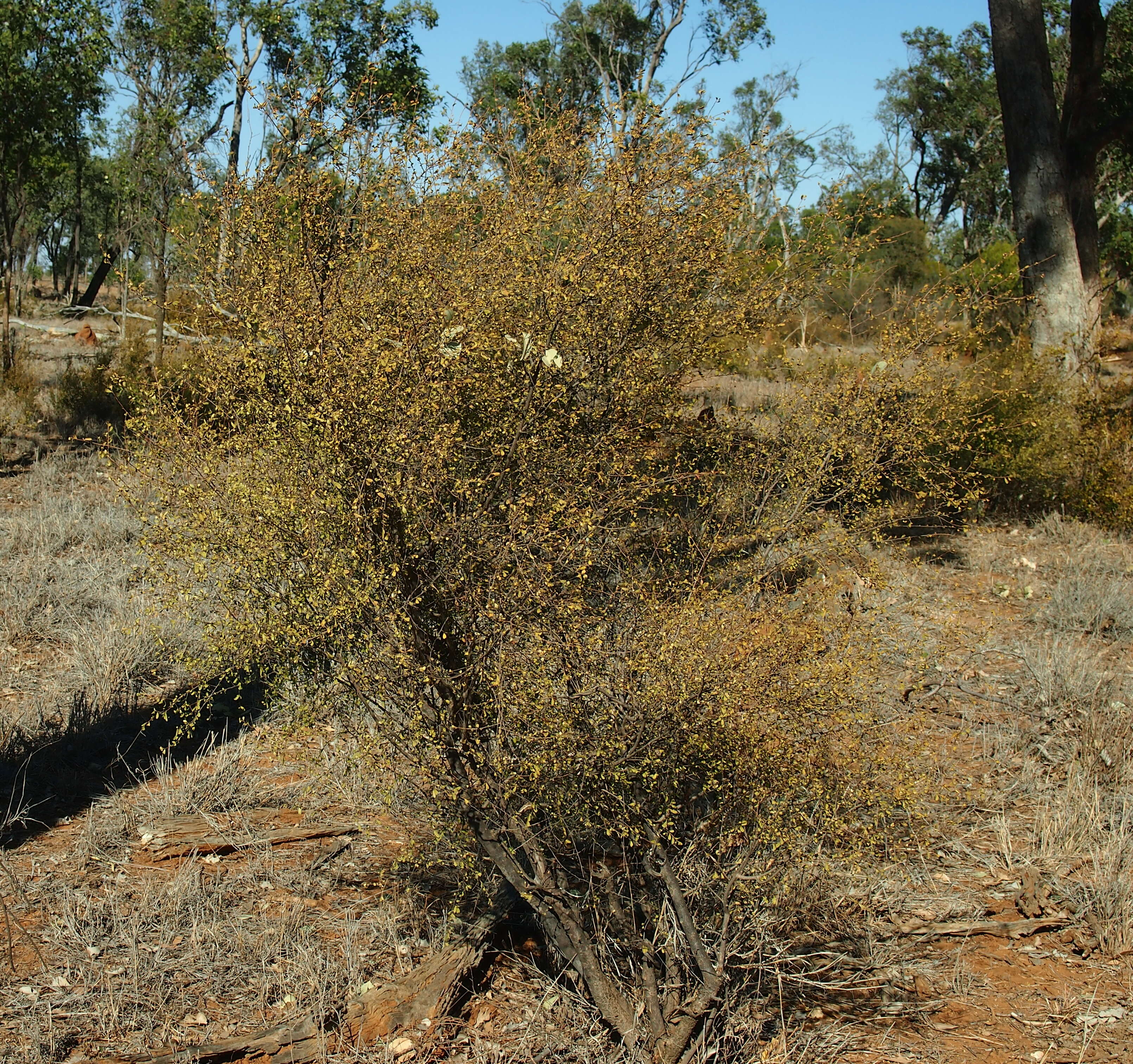 Image of Erythroxylum australe F. Müll.