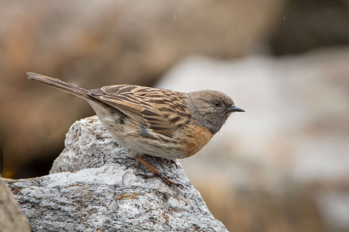 Imagem de Prunella rubeculoides (Moore & F 1854)