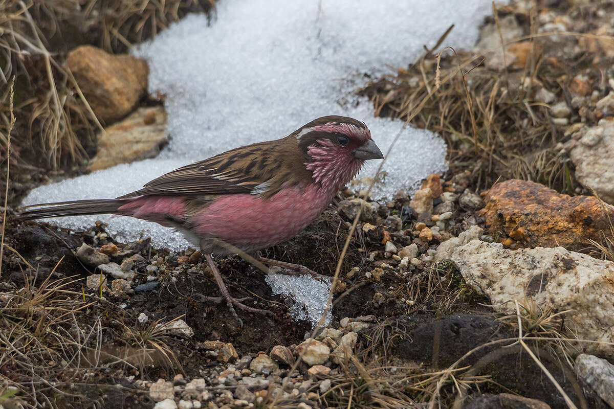 Image of Himalayan White-browed Rosefinch