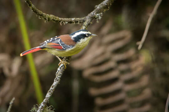 Image of Red-tailed Minla