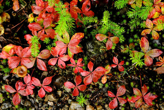 Image of bunchberry dogwood