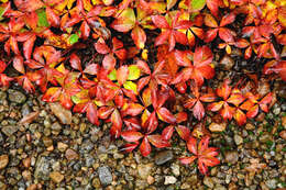 Image of bunchberry dogwood