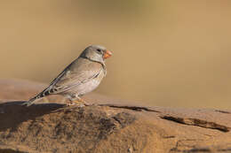 Image of Trumpeter Finch