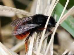 Image of Osmia cornuta (Latreille 1805)