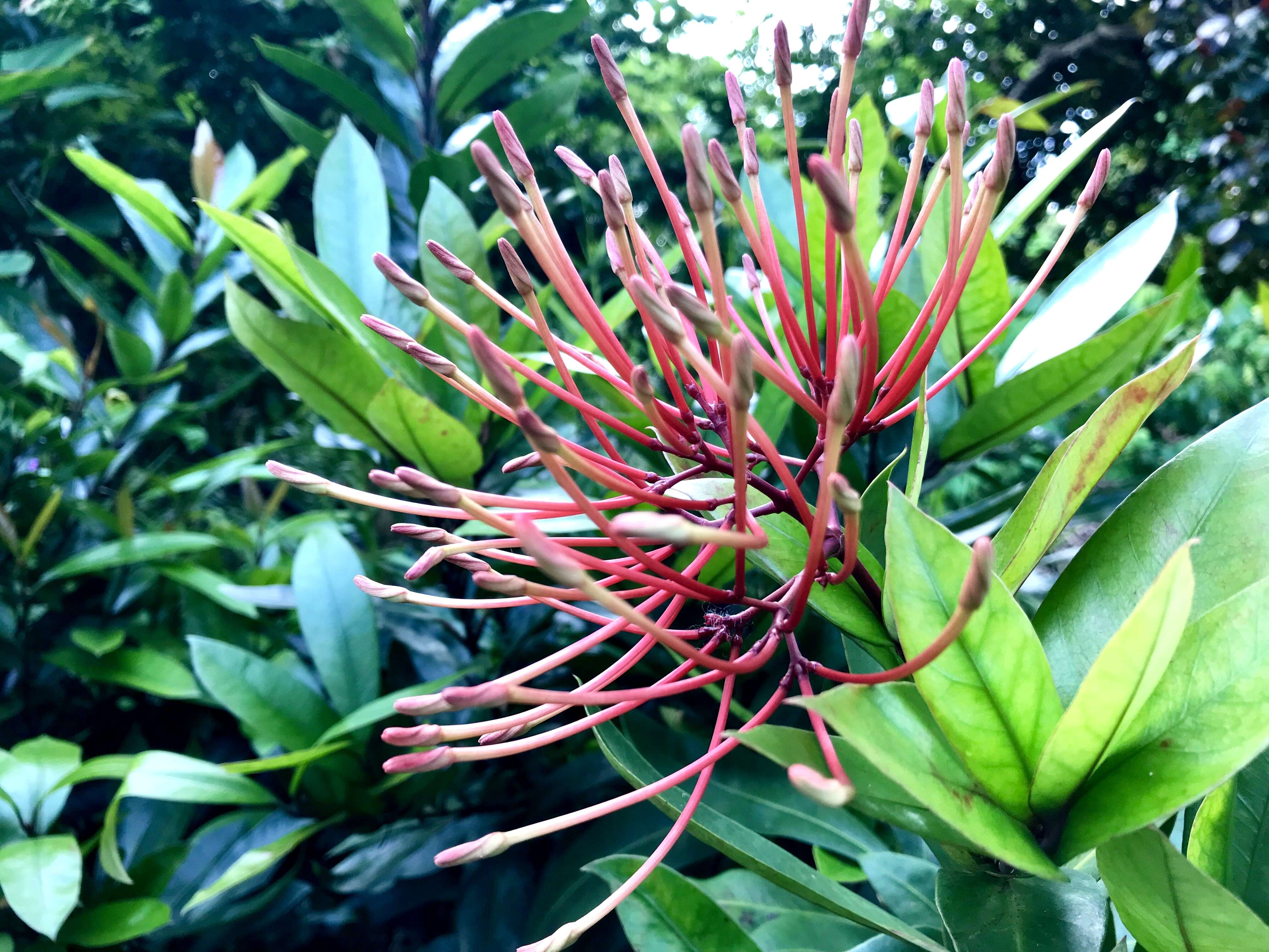 Image of ixora