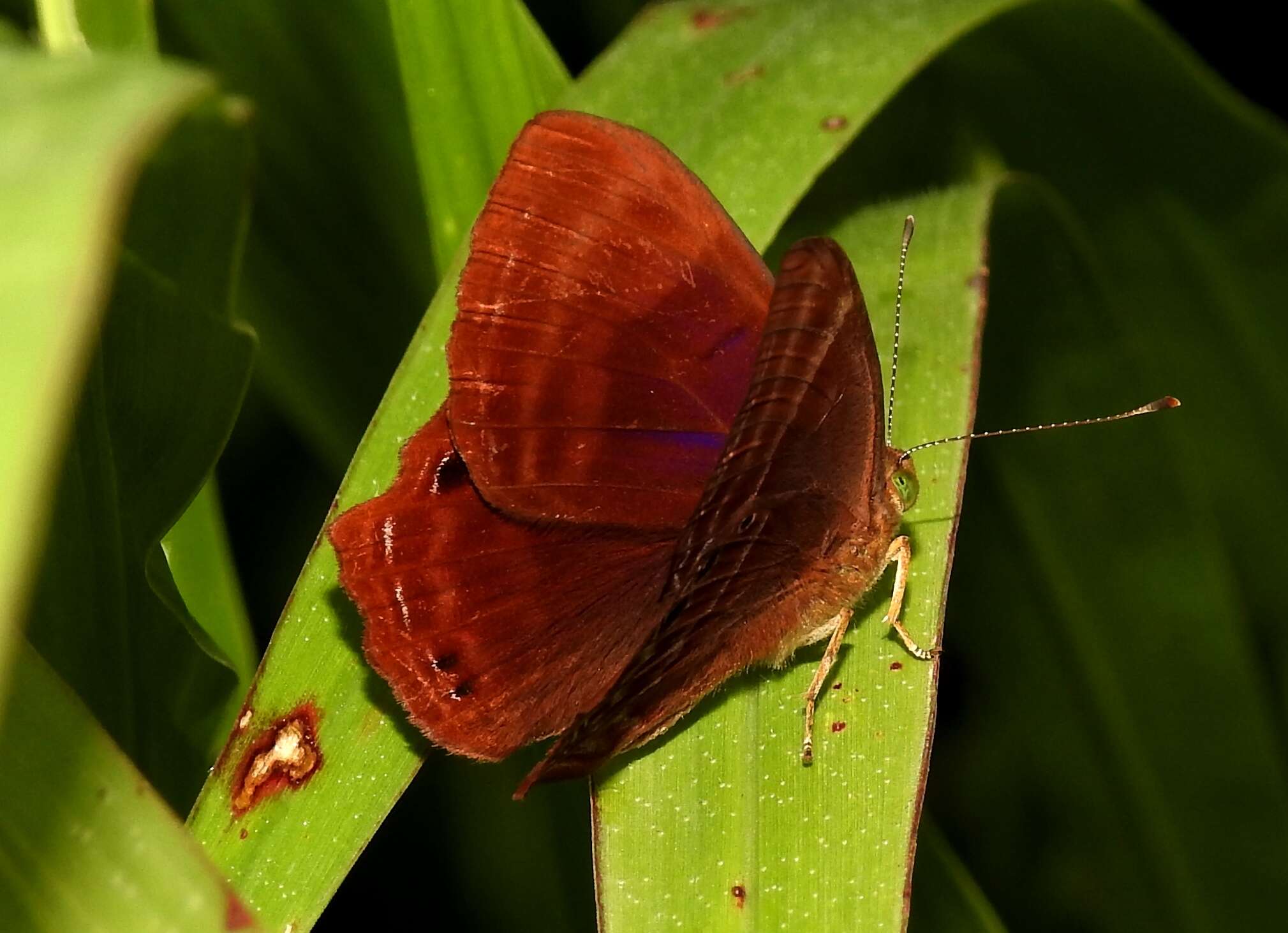 Image of Abisara bifasciata Moore 1877