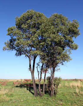 Image of Transvaal beech