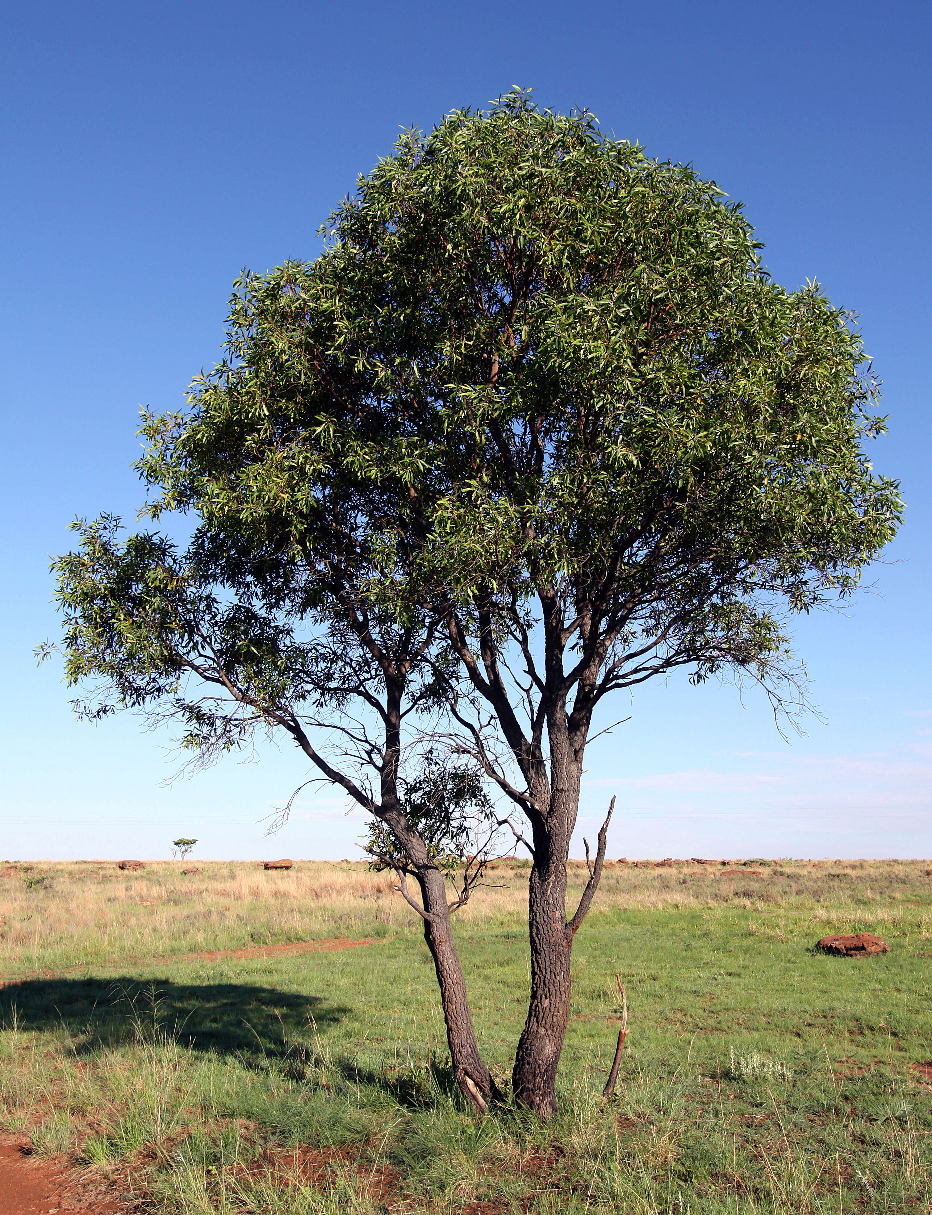 Image of Transvaal beech