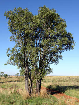 Image of Transvaal beech