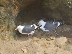 Image of Slaty-backed Gull