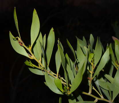 Image of Acacia acradenia F. Muell.