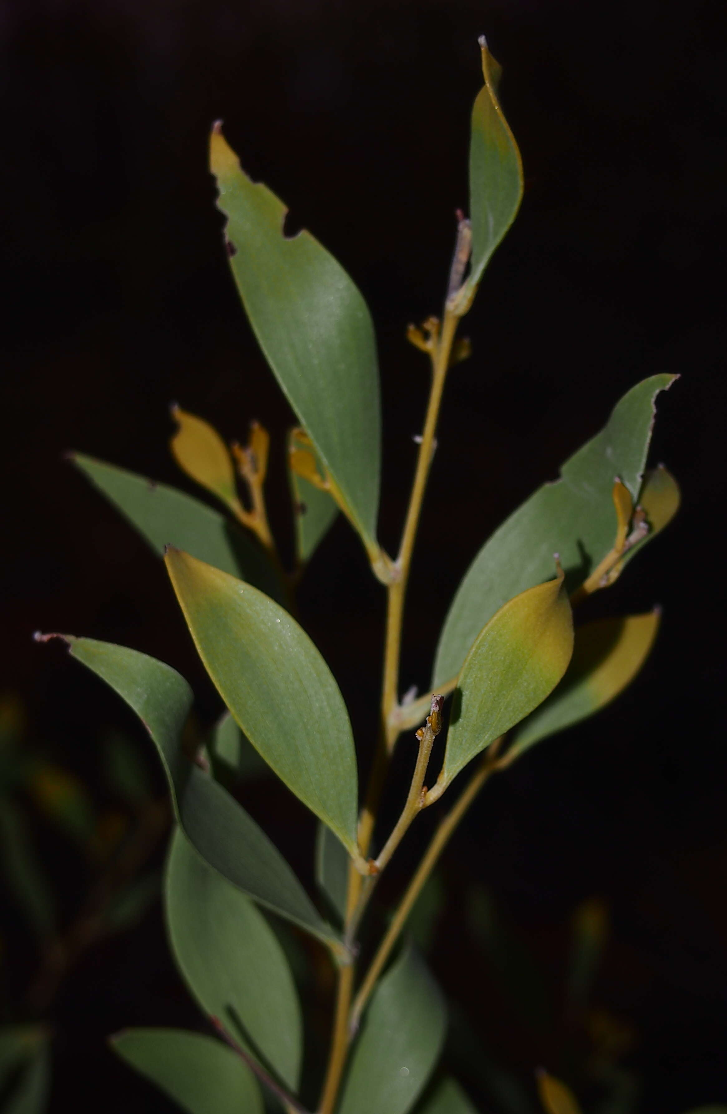 Image of Acacia acradenia F. Muell.