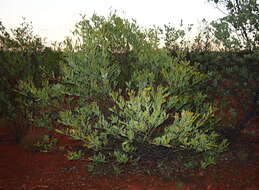 Image of Acacia acradenia F. Muell.