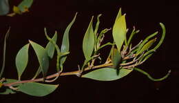 Image of Acacia acradenia F. Muell.