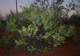 Image of Acacia acradenia F. Muell.