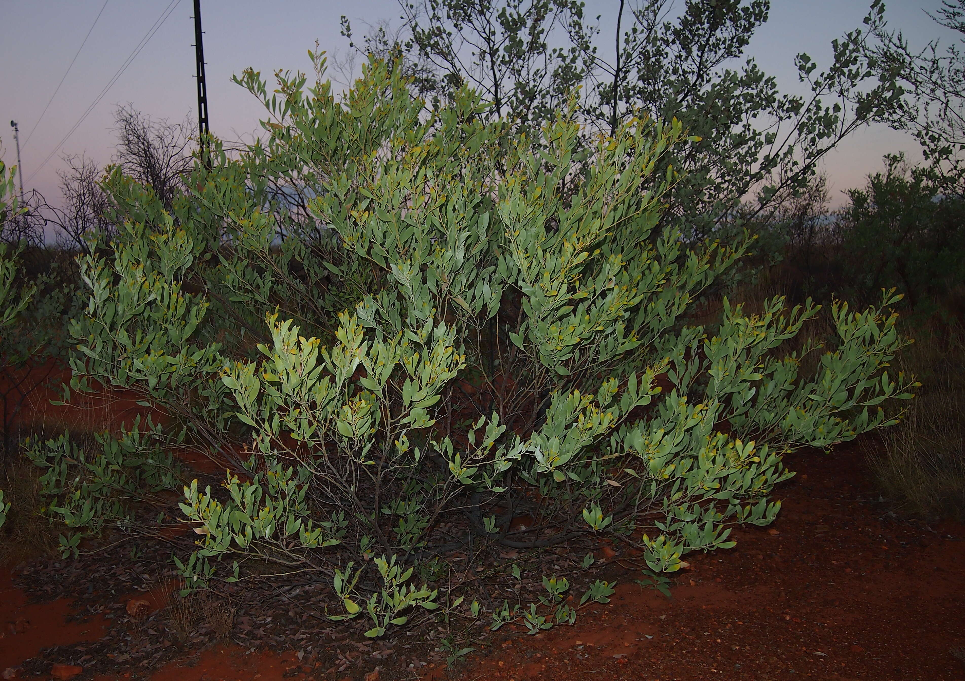 Image of Acacia acradenia F. Muell.