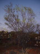 Image of Acacia monticola J. M. Black