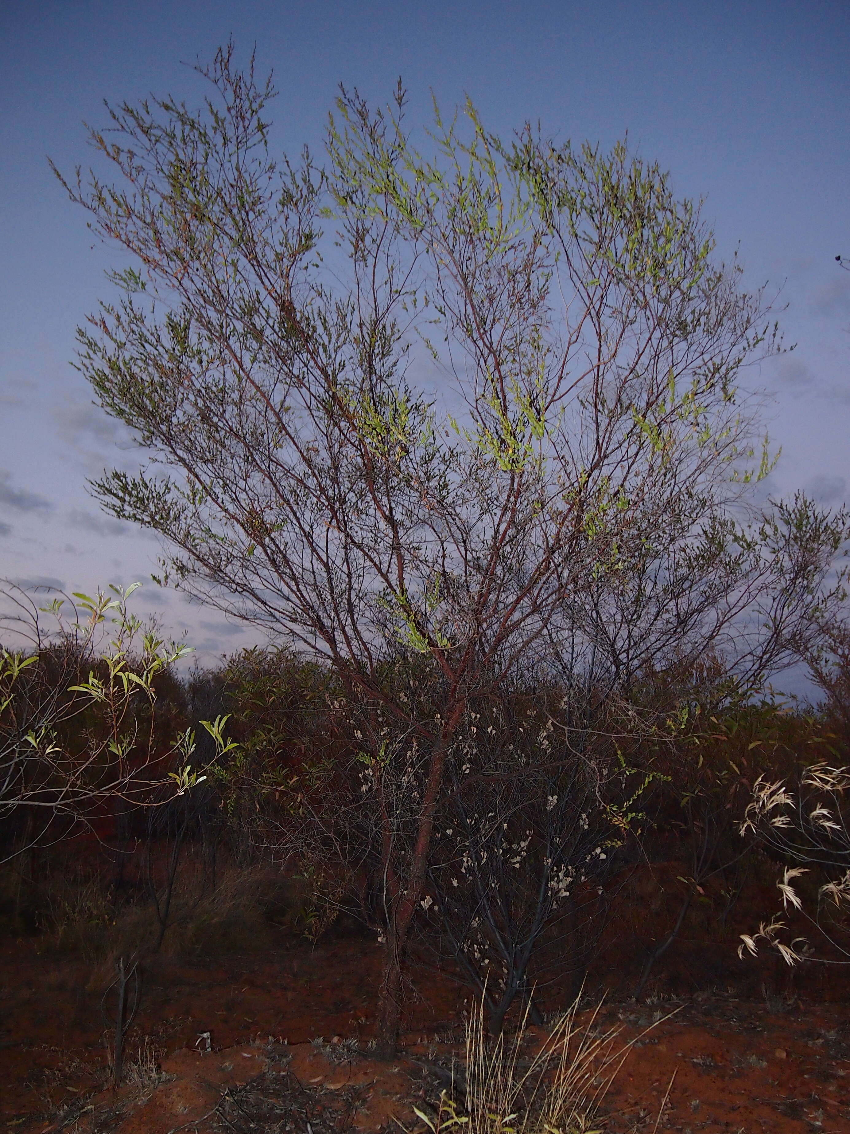 Image of Acacia monticola J. M. Black