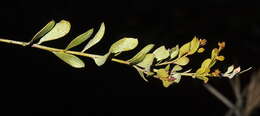Image of Acacia monticola J. M. Black
