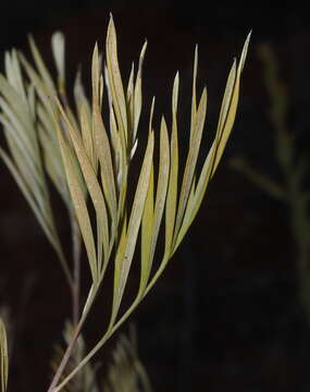 Image of Grevillea refracta R. Br.