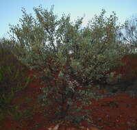 Image of Grevillea wickhamii Meissn.