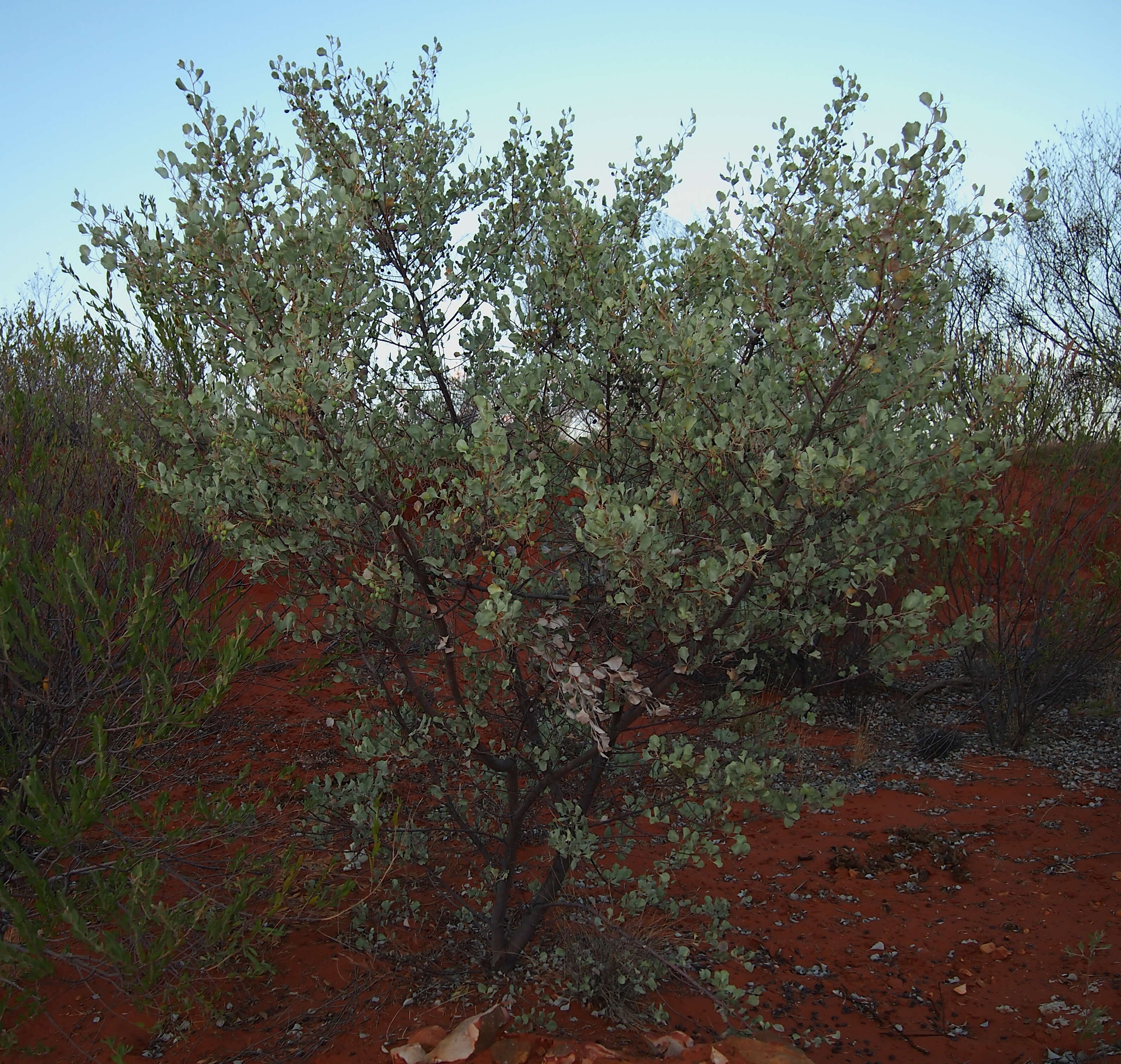 Image of Grevillea wickhamii Meissn.