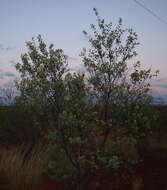 Image of Grevillea wickhamii Meissn.