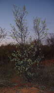 Image of Grevillea wickhamii Meissn.