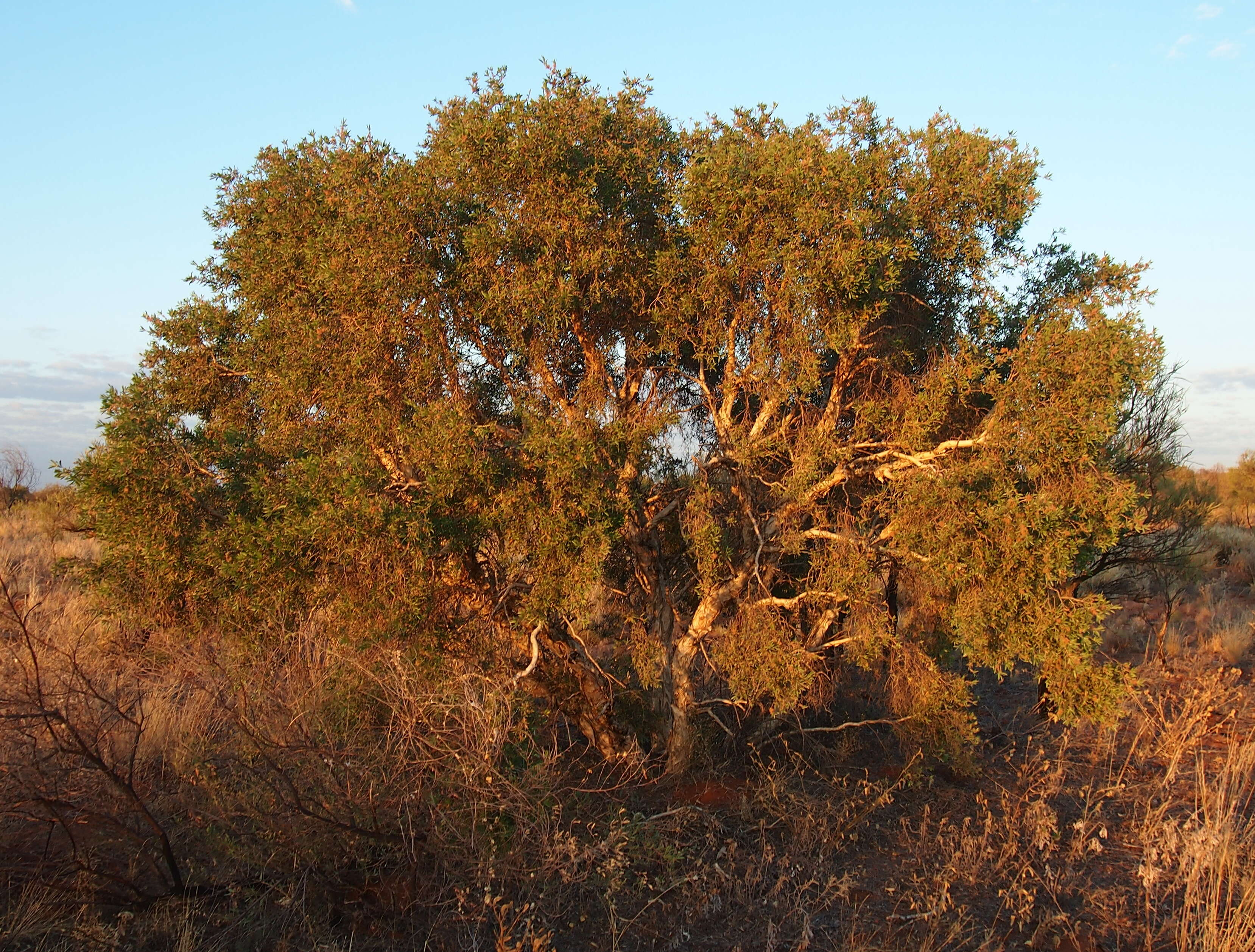 Imagem de Melaleuca nervosa (Lindley) Cheel